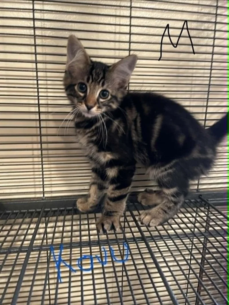 Kovu