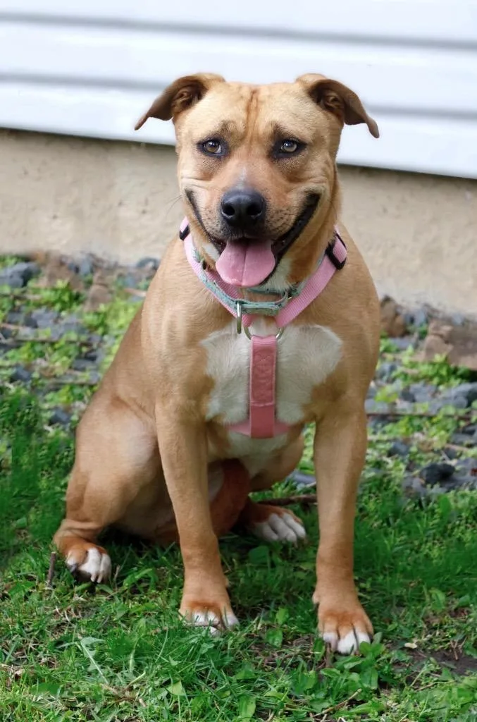 An adult medium-sized female Mixed Breed dog named Ophelia for adoption in Savage, MN