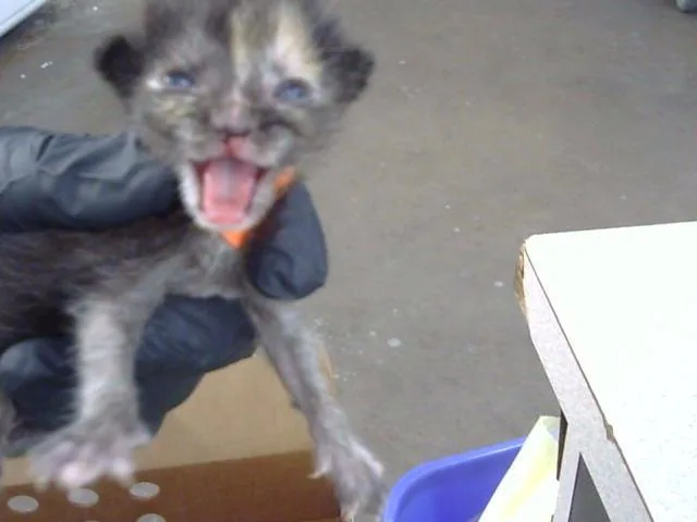A baby medium-sized female Domestic Long Hair cat named May for adoption in Dallas, TX