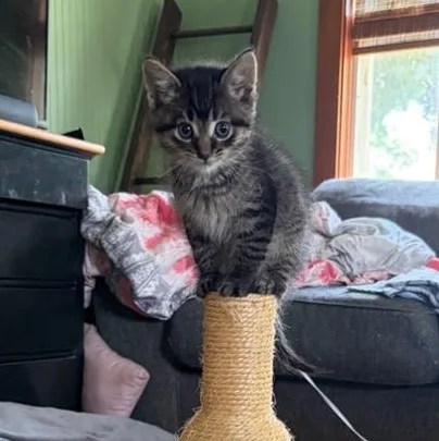 A baby medium-sized male Tabby (Brown / Chocolate) Domestic Short Hair cat named Mocha for adoption in Watertown, WI