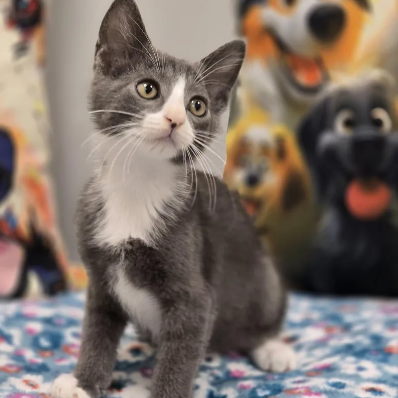 A young medium-sized male Gray / Blue / Silver Domestic Short Hair cat named Fritz for adoption in Effingham, IL