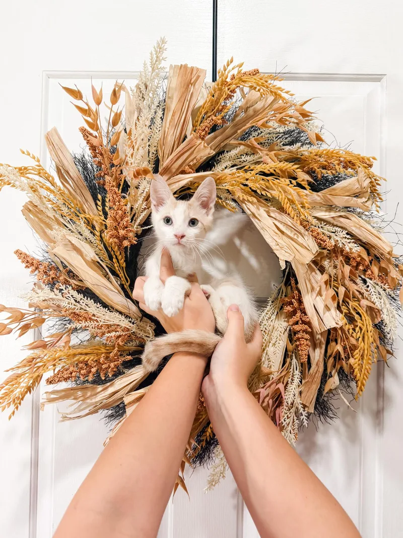 A baby large-sized male Siamese cat named Blanco for adoption in Goodyear, AZ