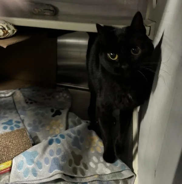 An adult medium-sized female Domestic Short Hair cat named Luna for adoption in Des Moines, IA