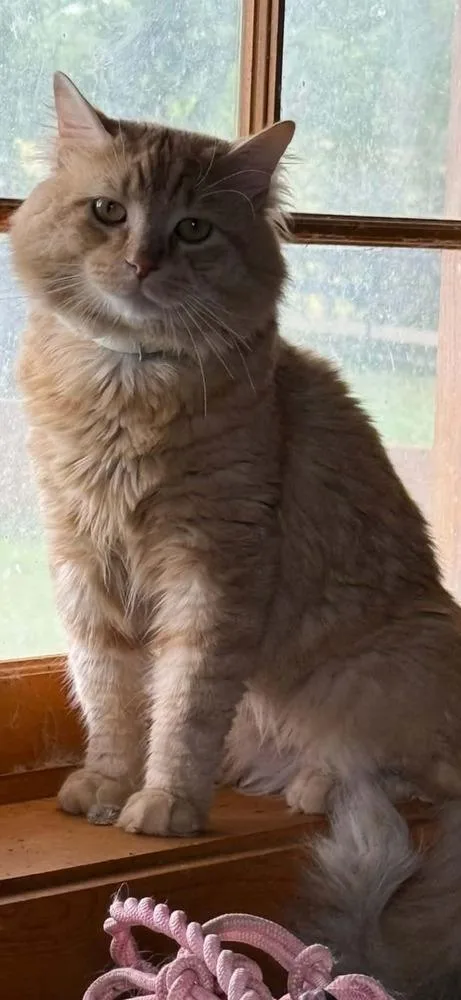 Simba