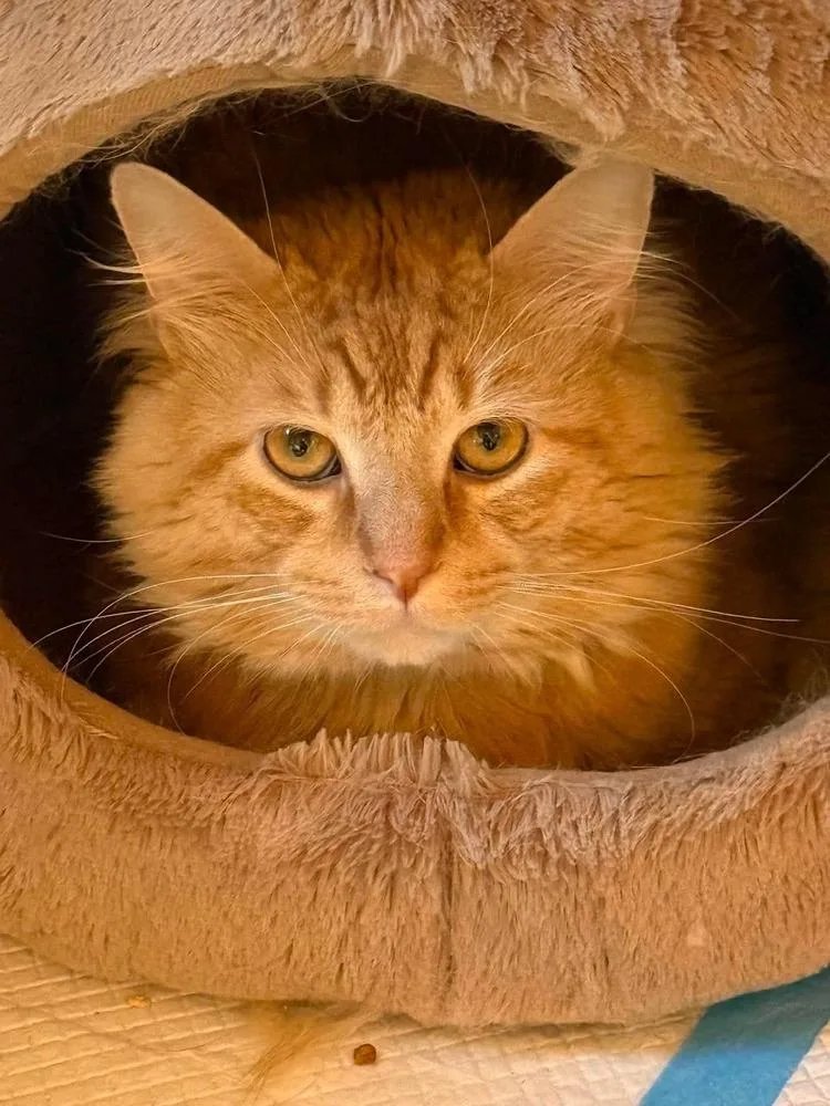 Simba thumbnail 2