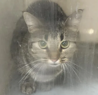 An adult medium-sized female Domestic Short Hair cat named Bobbie Gail for adoption in Shreveport, LA