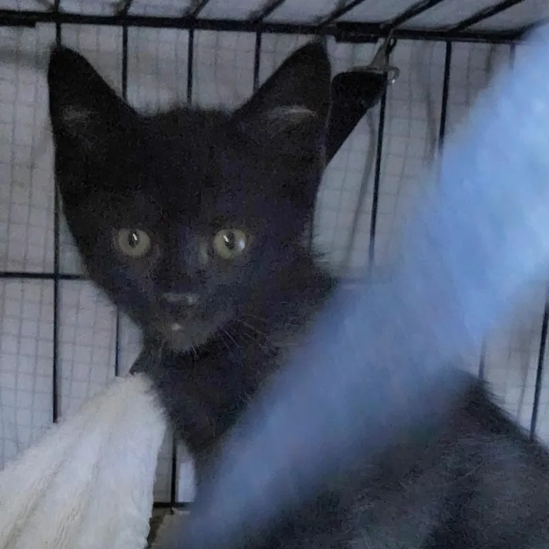 A baby small-sized male Black Domestic Short Hair cat named Logan for adoption in East Brunswick, NJ