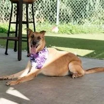 An adult medium-sized female Brown / Chocolate Shepherd dog named Tater for adoption in Houston, TX