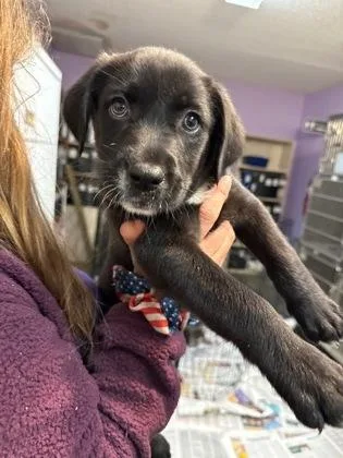 A baby small-sized male Mixed Breed dog named Charlie for adoption in West Chester, PA