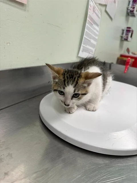 A baby small-sized male Domestic Short Hair cat named Liberica for adoption in Santa Cruz, CA