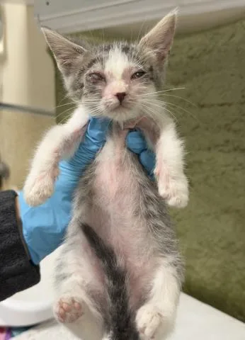 A baby small-sized female Domestic Short Hair cat named Laila for adoption in Riverside, CA