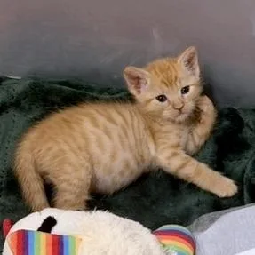 A baby small-sized female Domestic Short Hair cat named Tina for adoption in Austin, TX