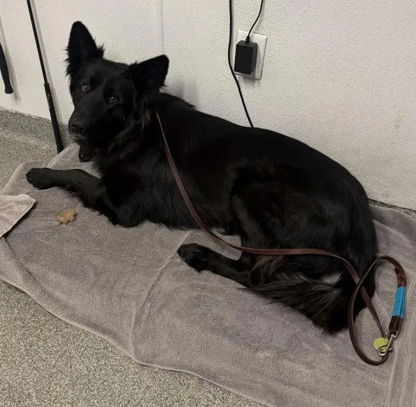 A young large-sized female Siberian Husky dog named Feyre for adoption in Escondido, CA
