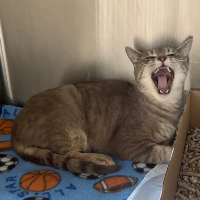A young medium-sized male Gray / Blue / Silver Domestic Short Hair cat named Desi for adoption in La Grange, KY
