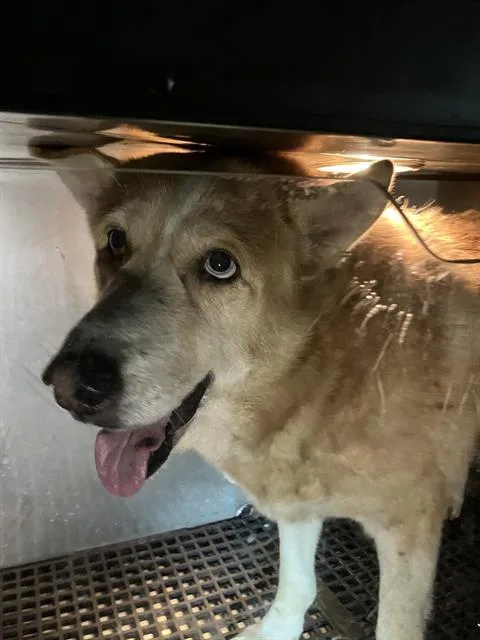 An adult large-sized male Mixed Breed dog named Kokomo for adoption in Dallas, TX