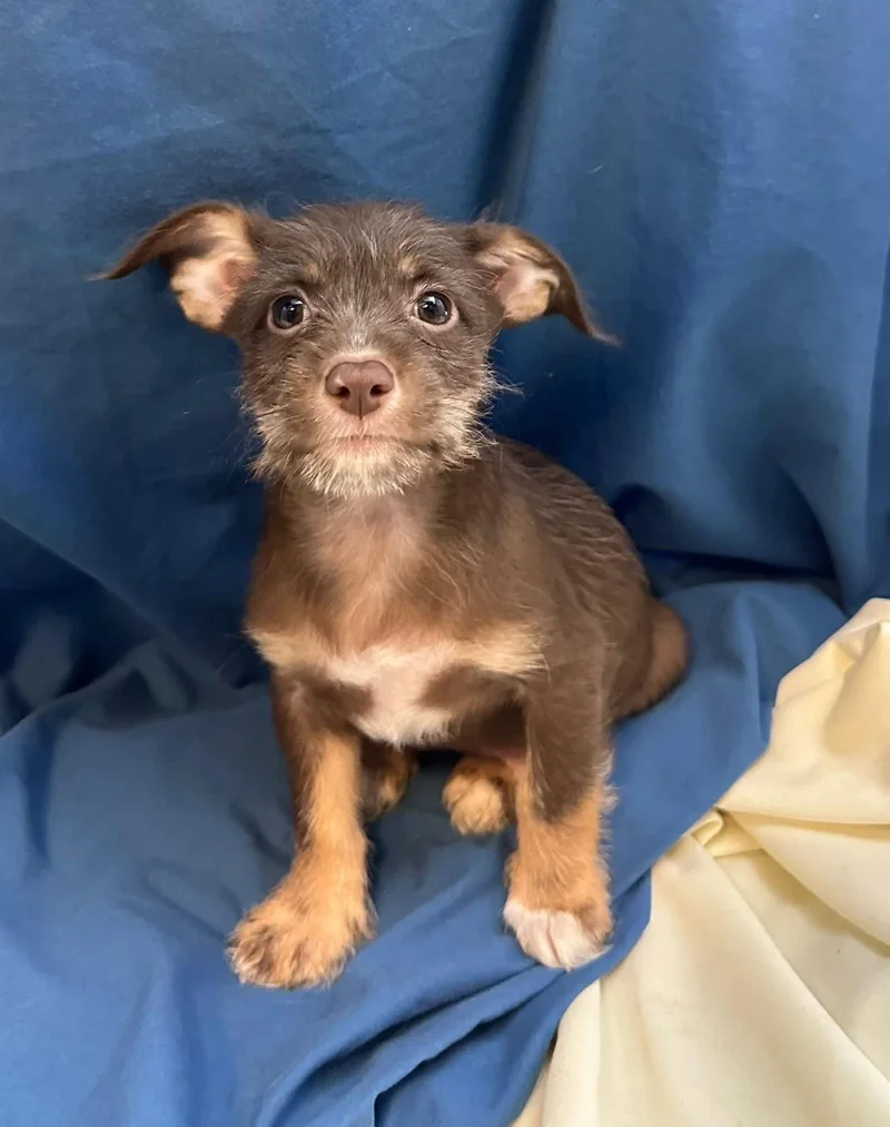 A baby small-sized male Chihuahua dog named Gavin for adoption in Margate, FL