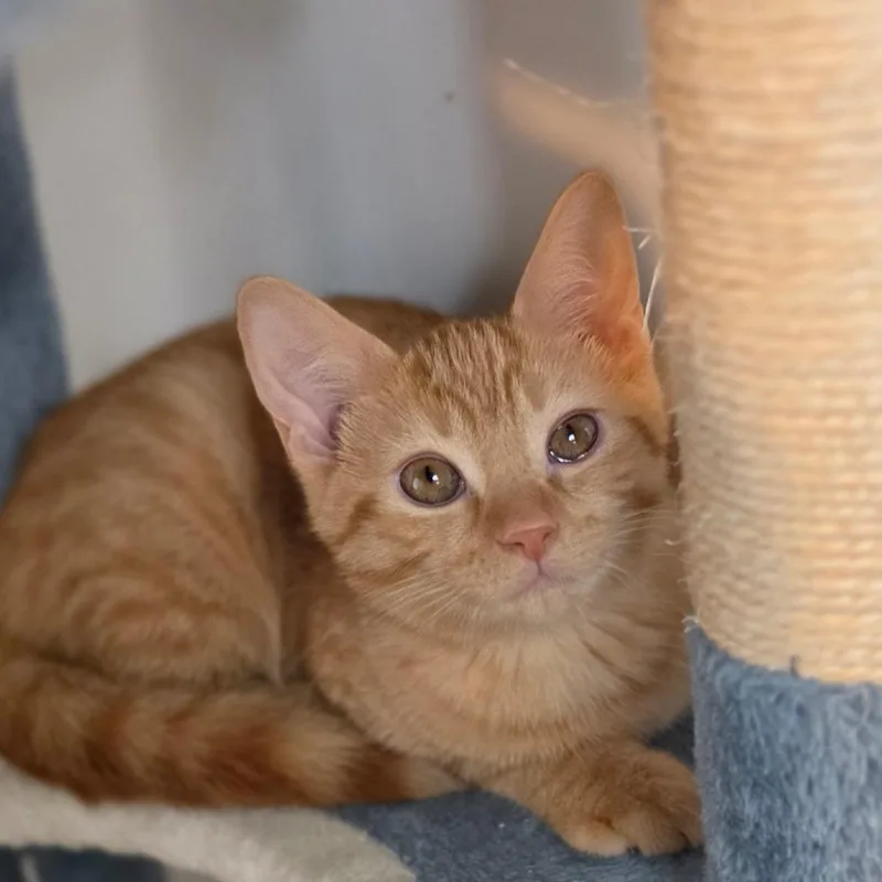 A baby small-sized female Orange / Red Domestic Short Hair cat named Madeleine for adoption in Muncie, IN
