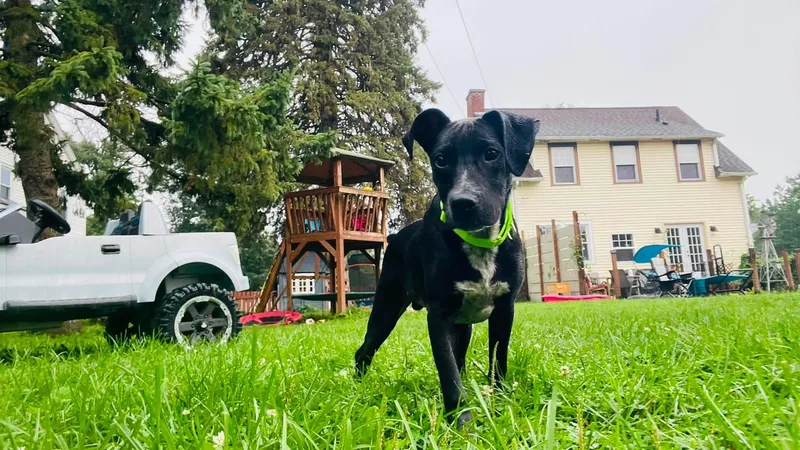 A young medium-sized male Black Labrador Retriever dog named Spencer for adoption in Clinton, WI