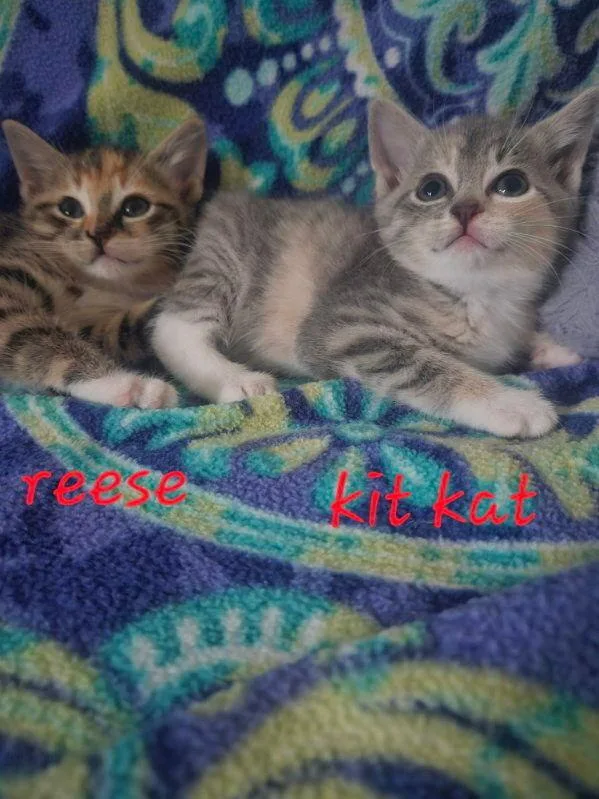 A baby small-sized female Gray & White Domestic Short Hair cat named Kit Kat for adoption in Chalfont, PA