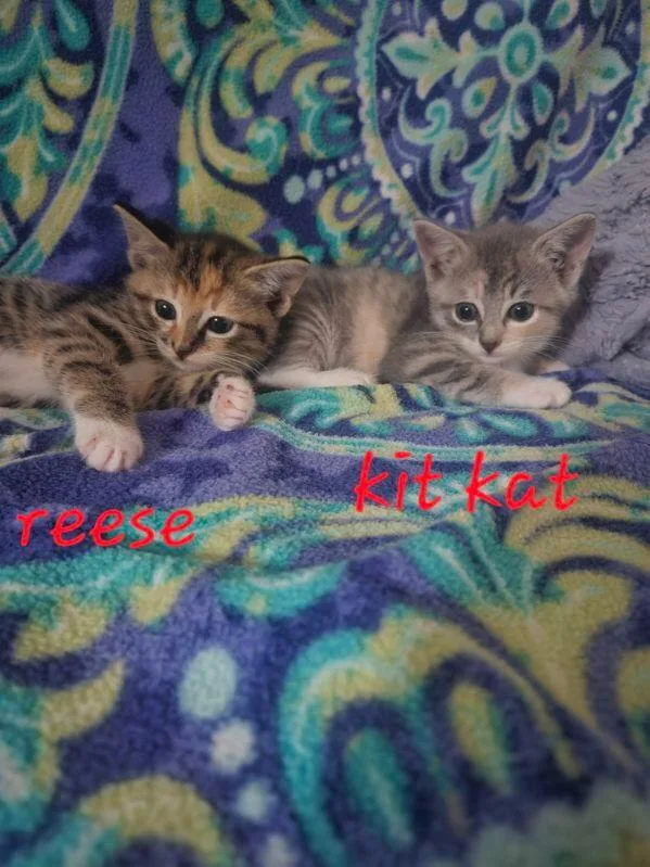 Kit Kat thumbnail 3