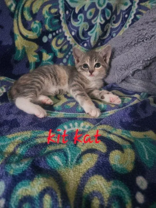 Kit Kat thumbnail 4