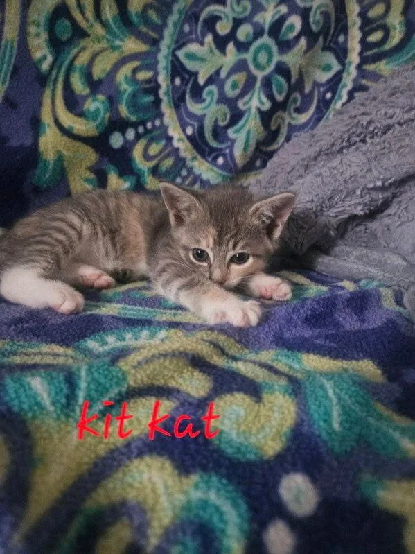 Kit Kat thumbnail 5