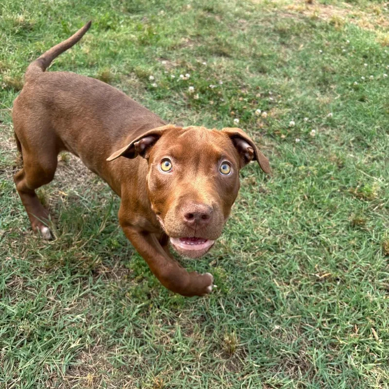 A baby small-sized female Brown / Chocolate Pit Bull Terrier dog named Florence for adoption in Roxboro, NC