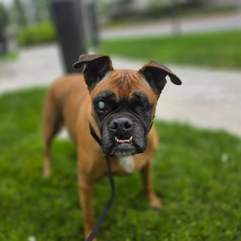 Coco