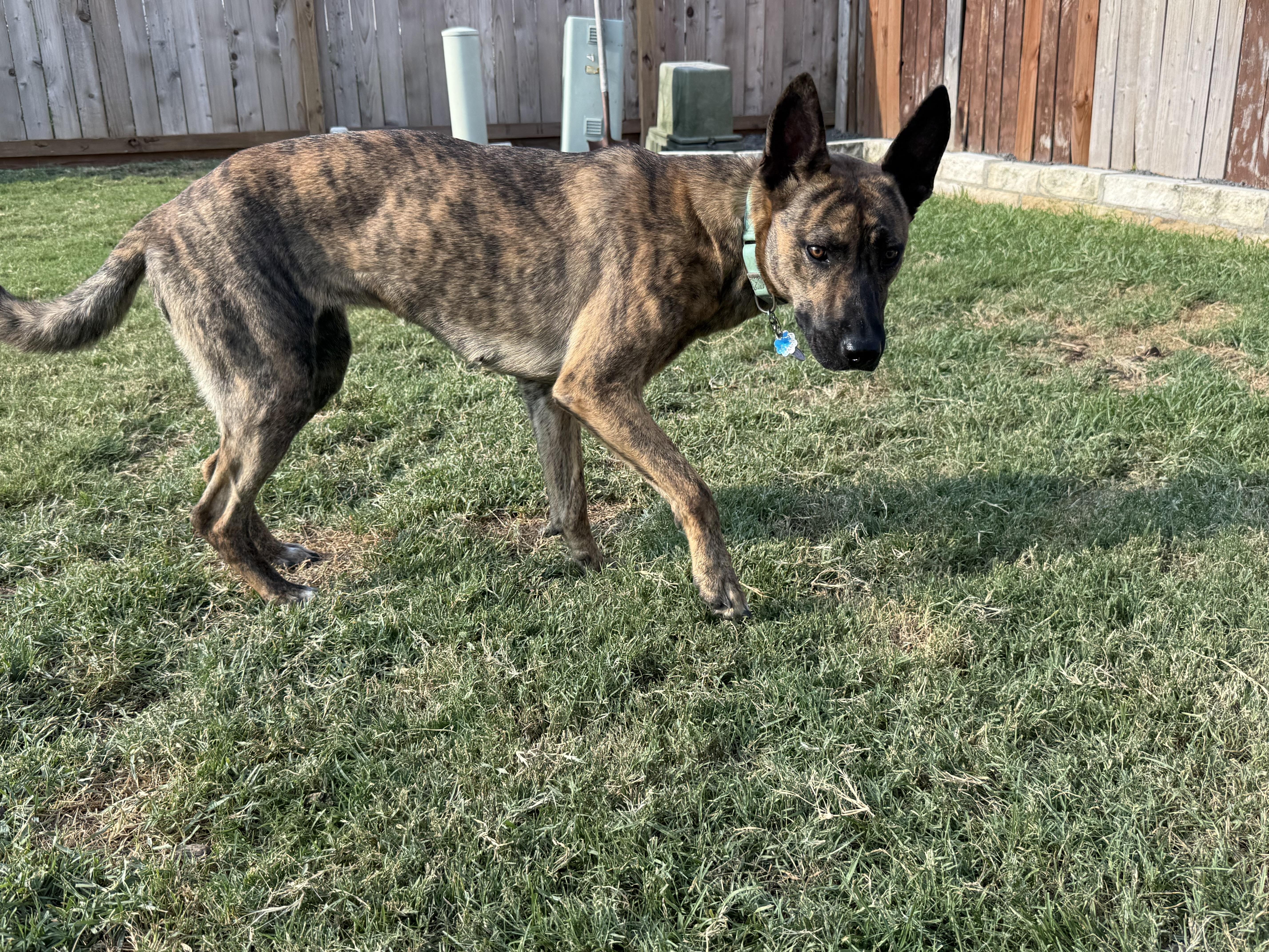 An adult medium-sized female Dutch Shepherd dog named Petey Pete for adoption in conroe, TX
