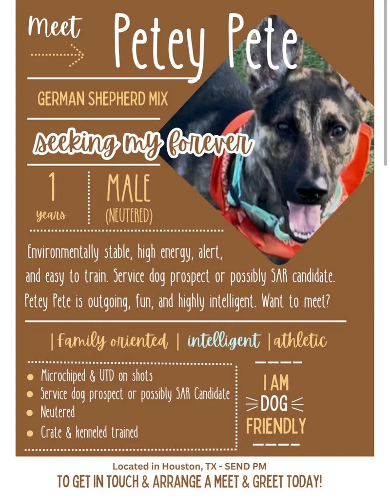 Petey Pete thumbnail 6