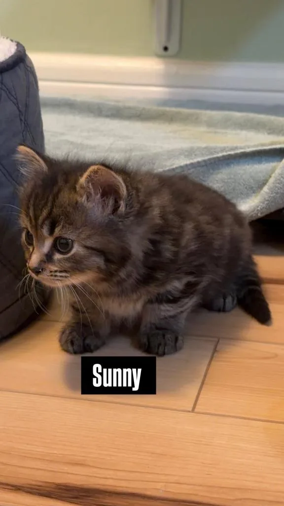 A baby small-sized male Domestic Short Hair cat named Sunny for adoption in Kettering, OH
