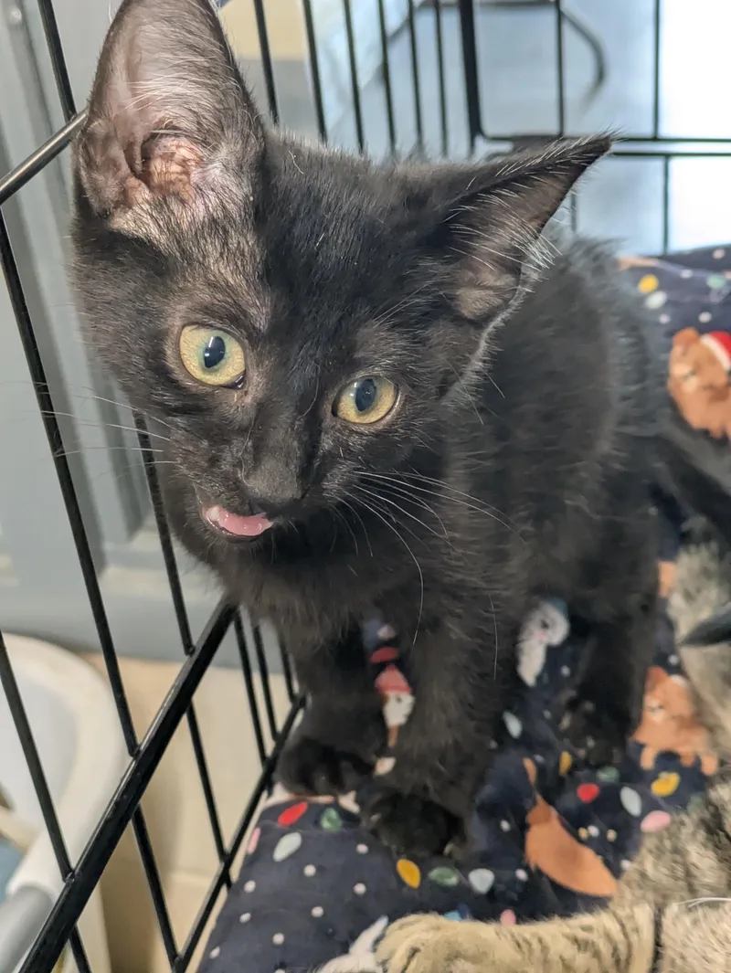 A young small-sized male Black Domestic Short Hair cat named Xiao for adoption in Bedford, VA