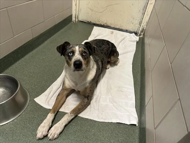 An adult medium-sized male Australian Shepherd dog named Tyson for adoption in Santa Fe, NM