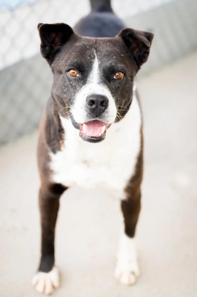 An adult medium-sized male Labrador Retriever dog named Joonior  Rocket for adoption in Fort Lupton, CO