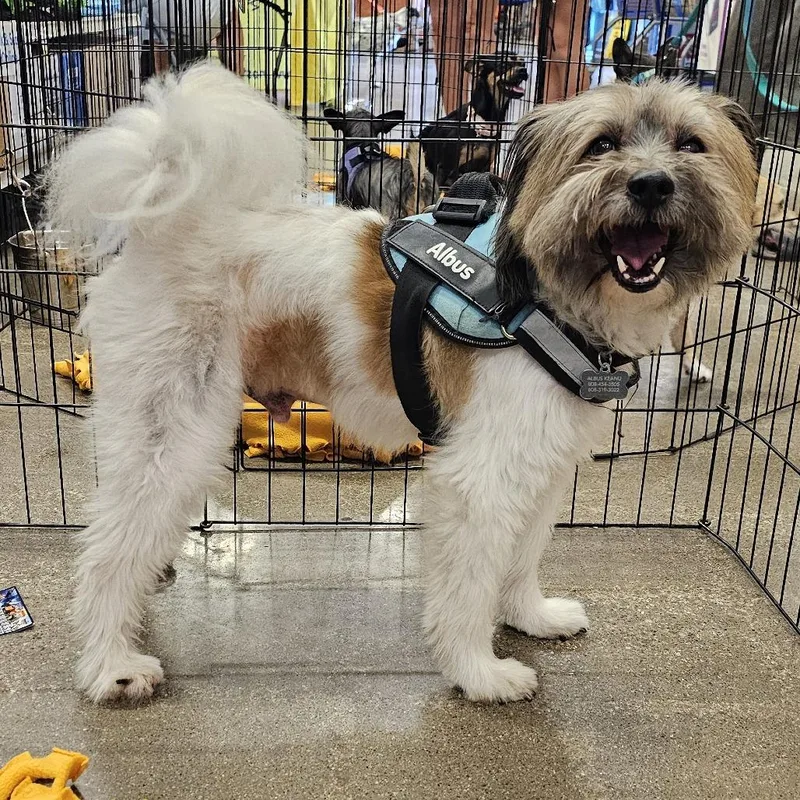 A senior small-sized male White / Cream Terrier dog named Billy Jack for adoption in Apple Valley, CA