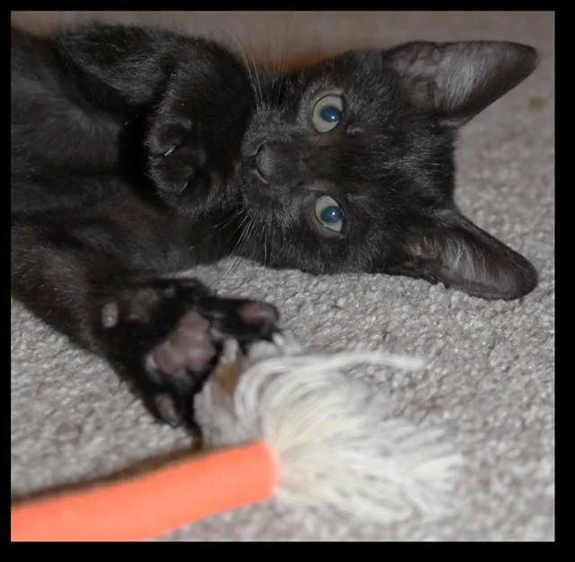 A baby small-sized male Domestic Short Hair cat named Ace for adoption in Phoenix, AZ