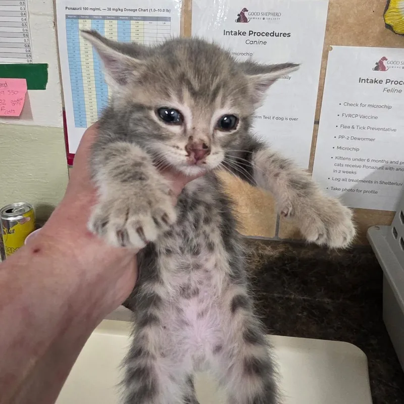 A baby small-sized male Gray / Blue / Silver Domestic Short Hair cat named Bulbasaur for adoption in Eureka Springs, AR