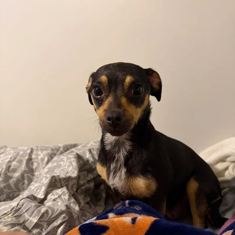 Rye