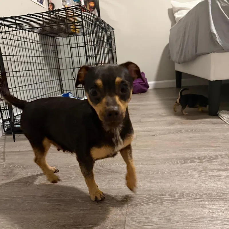 Rye thumbnail 3