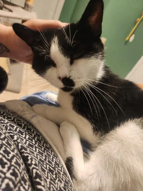A senior medium-sized female Domestic Short Hair cat named Kiki Spohrer for adoption in Pawtucket, RI