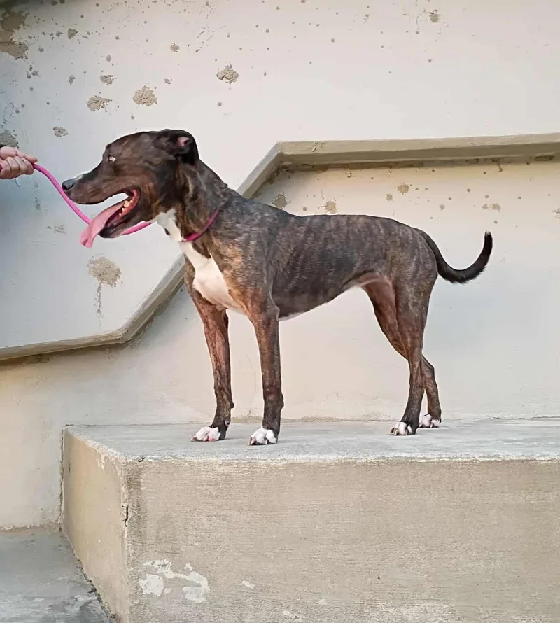 Lady Percy Aka Miss thumbnail 2