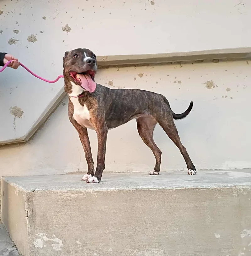 Lady Percy Aka Miss thumbnail 3