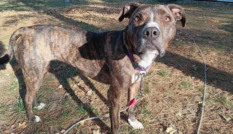 Lady Percy Aka Miss thumbnail 6