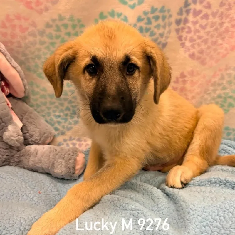 Lucky