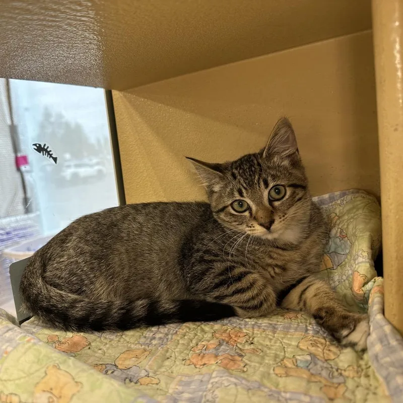 A baby small-sized male Brown / Chocolate Domestic Short Hair cat named Sam for adoption in Spokane, WA