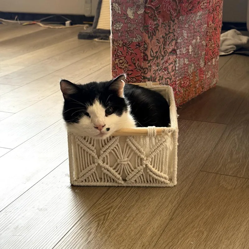 An adult medium-sized male Black Domestic Short Hair cat named Sawyer for adoption in Forest Park, IL