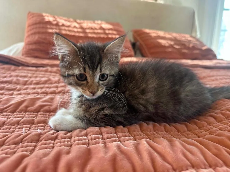 A baby small-sized female Domestic Long Hair cat named Braeburn Hudson for adoption in Gorham, ME