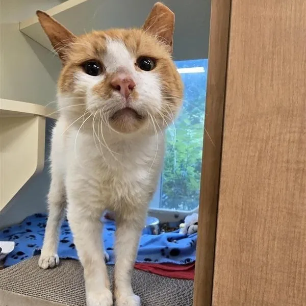 A senior medium-sized male Orange & White Domestic Short Hair cat named Baxter O'malley for adoption in Prince Frederick, MD