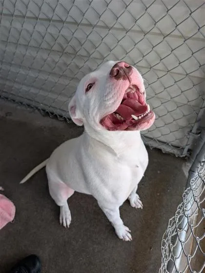 A baby large-sized male White / Cream Pit Bull Terrier dog named Wile E. for adoption in El Paso, TX
