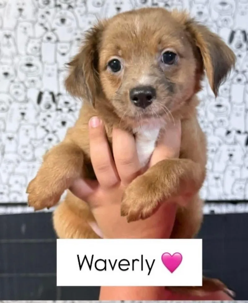 A baby medium-sized female Chiweenie dog named Waverly for adoption in Lutz, FL